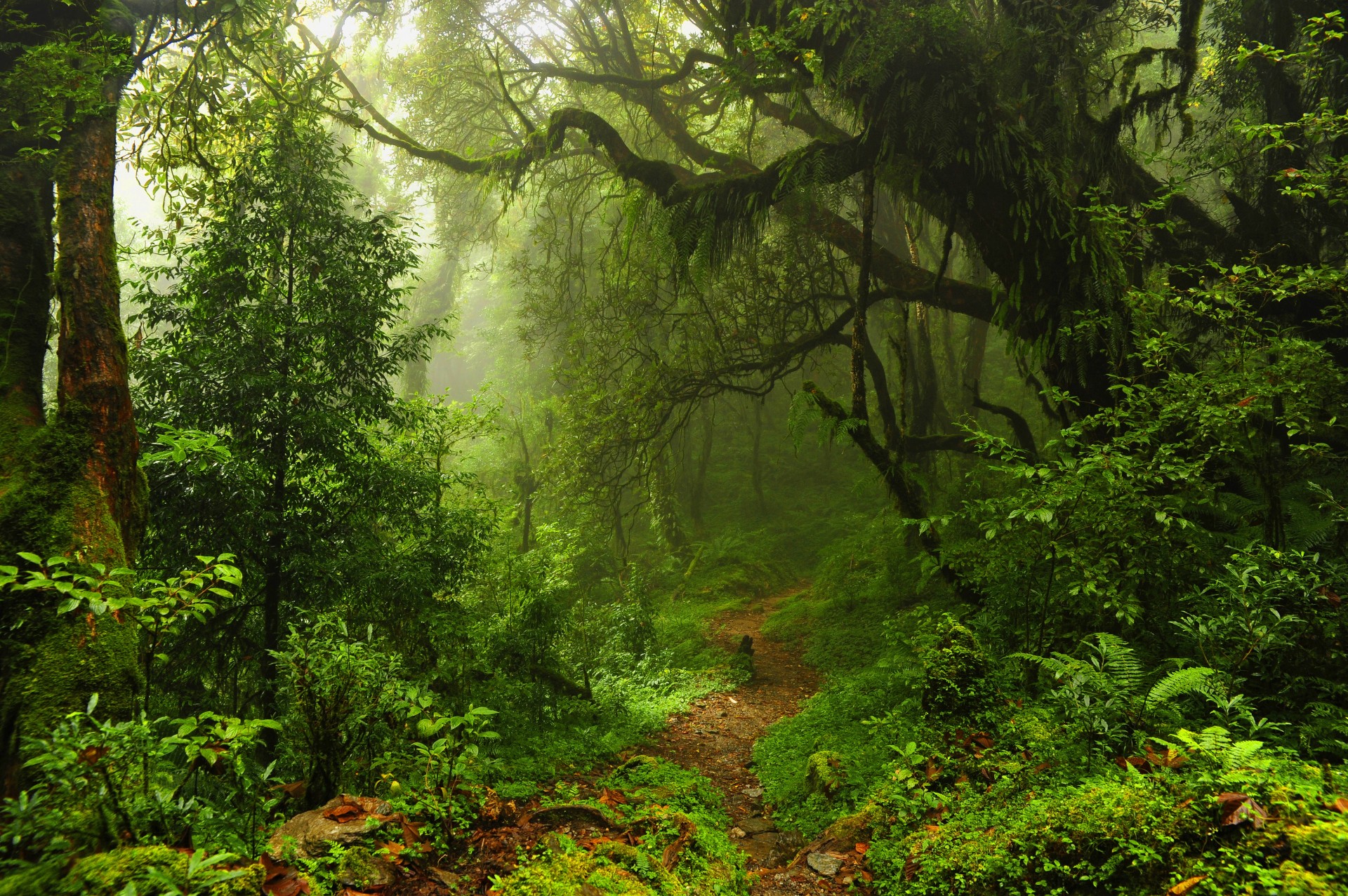 bäume fußweg wald dschungel natur