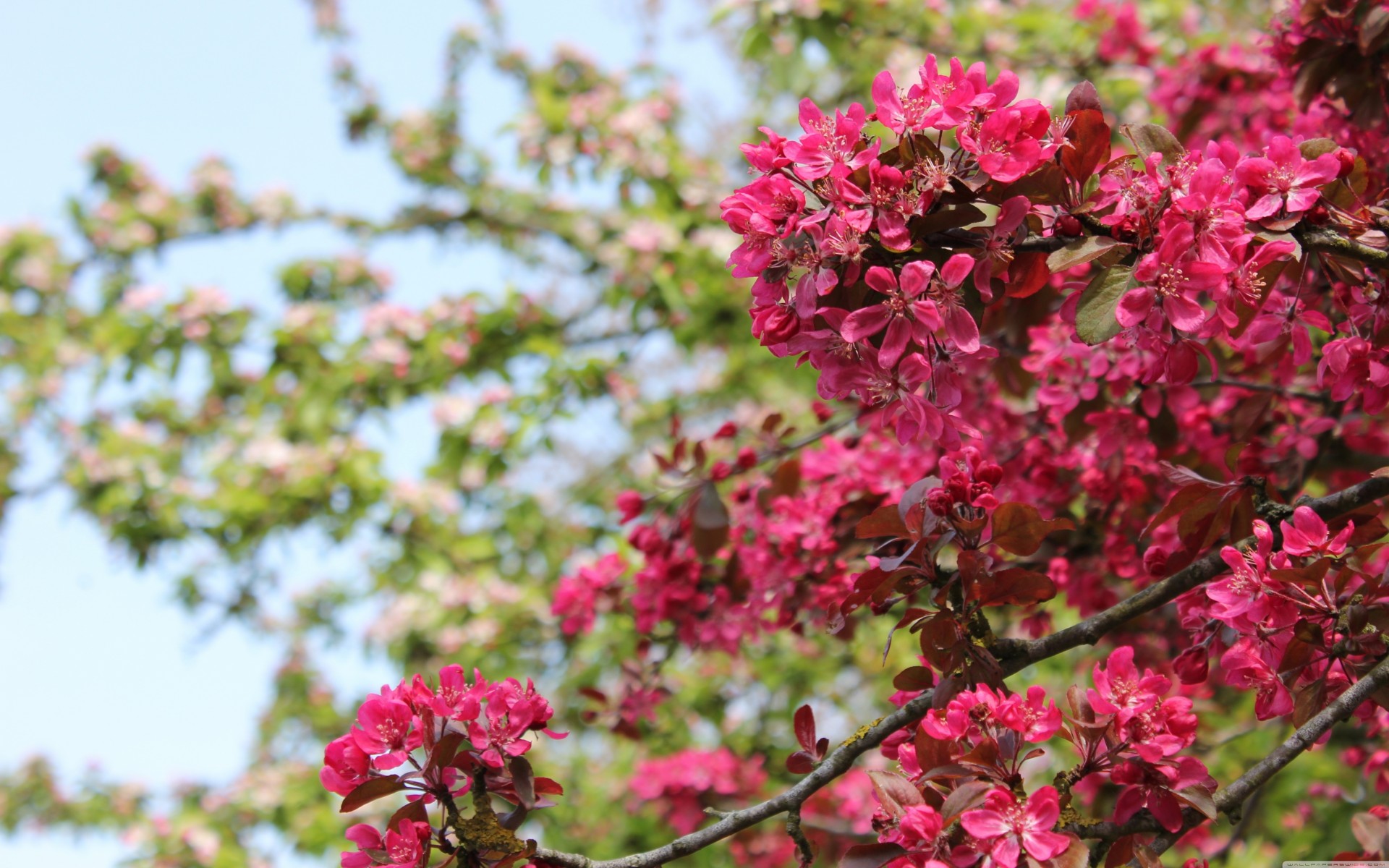 beautiful flowers cute high quality pink flower