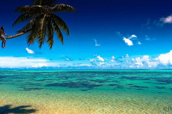 Palm tree on the shore of the blue lagoon