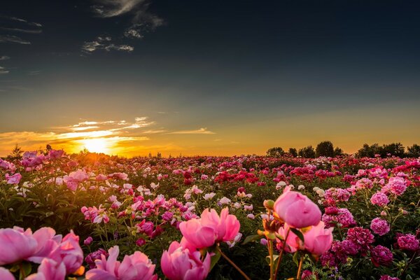 Campo de peonías en el fondo de la puesta de sol