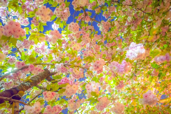 Весеннее цветение прекрасной сакуры