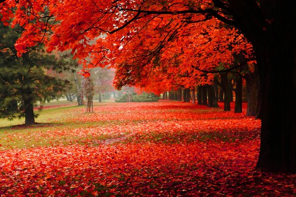 Unglaubliche Herbstschönheit