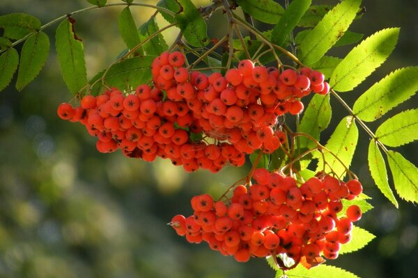 Gros plan de brosse de sorbier dans la lumière du soleil