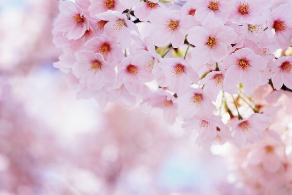 Fleurs de cerisier printanières en fleurs