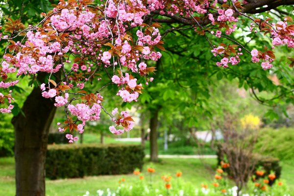 Fleurs de cerisier au printemps dans le jardin
