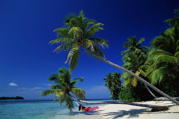 Palmen mit Hängematte auf dem Hintergrund der paradiesischen Bucht