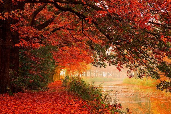 Herbstwald in scharlachroten Bäumen am Fluss