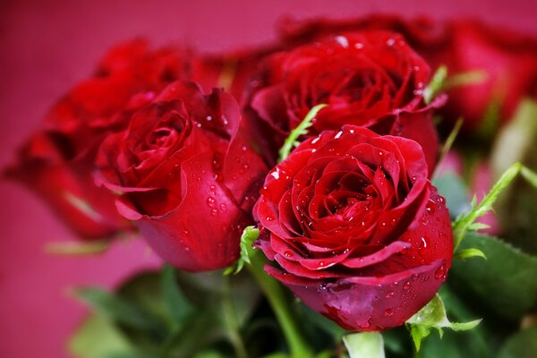 Bouquet of red roses with dew drops