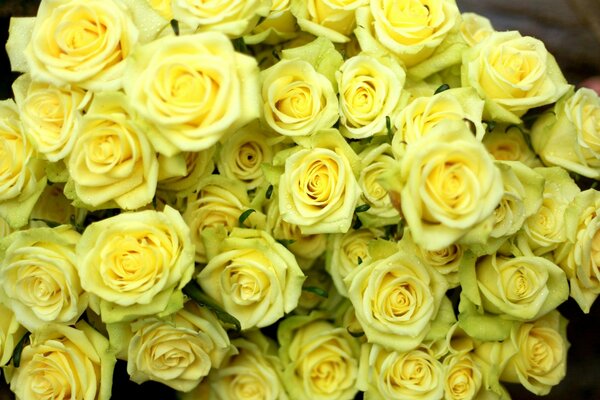 Bouquet de belles roses jaunes