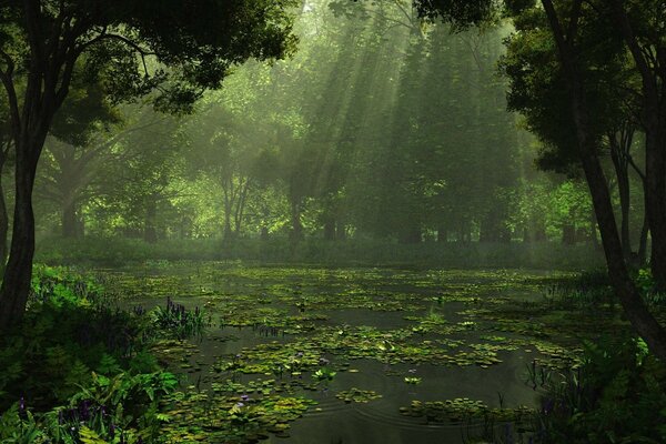 Lac envahi par la végétation dans la forêt sombre