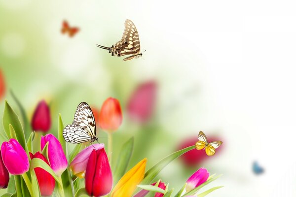 Butterflies on tulip buds