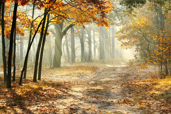 Camino en el bosque de otoño