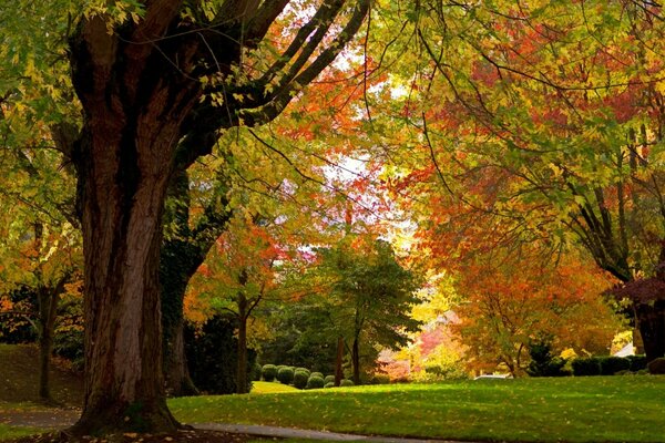 Paysage d automne des arbres dans le parc