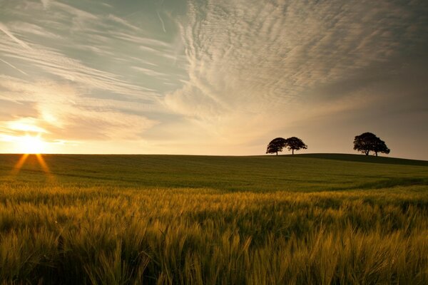 A beautiful field is flooded with evening sunlight