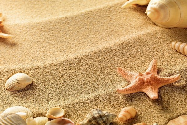 Muscheln liegen im Sand