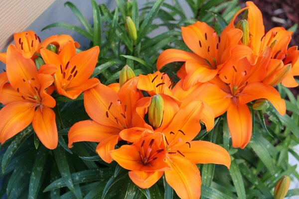 Delicato mazzo di fiori di giglio