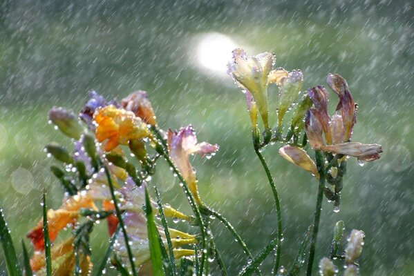 La pioggia cade sui fiori di fresit