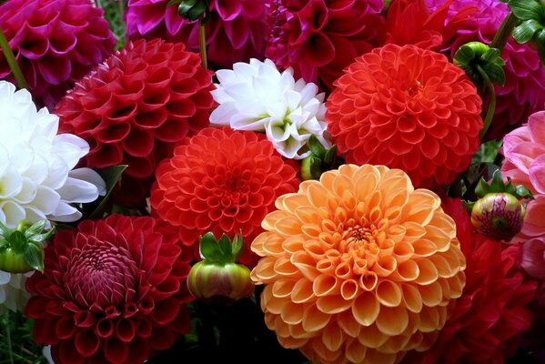 A bright bouquet of colorful dahlias