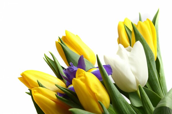 Bouquet of irises and tulips on a white background