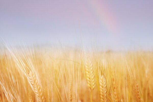 Поле в золотых колосках пшеницы