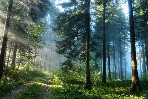 La strada per la foresta misteriosa