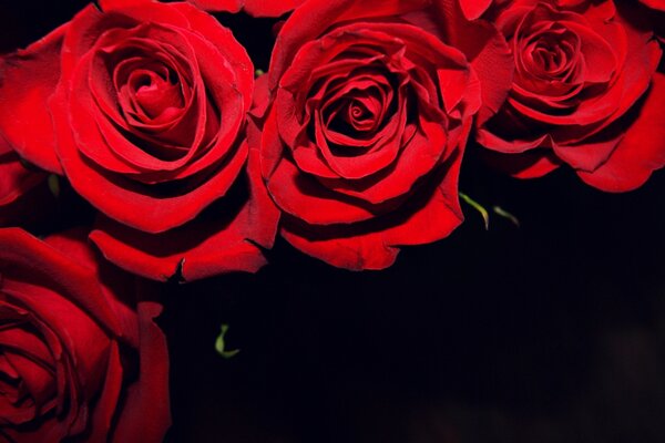 Red roses on a black background