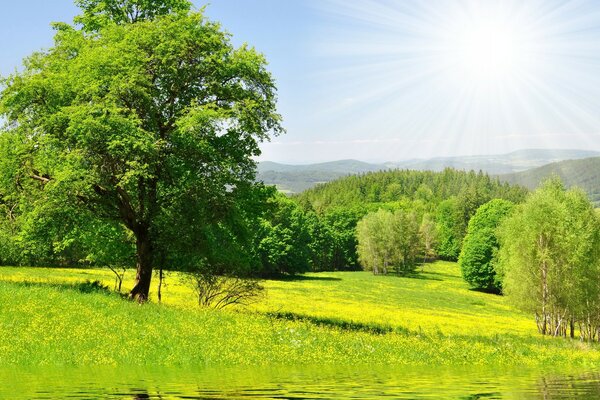 Belle photo d arbres au soleil près de l eau