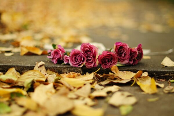 Red roses lying on the sidewalk among the fallen leaves