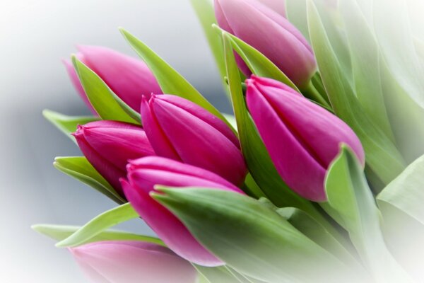 Delicato bouquet primaverile di tulipani rosa