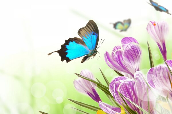 Бабочка пархает от цветка к цветку