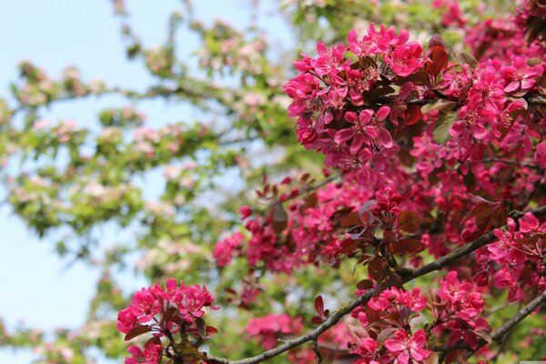 Flowering of the tree with pink flowers