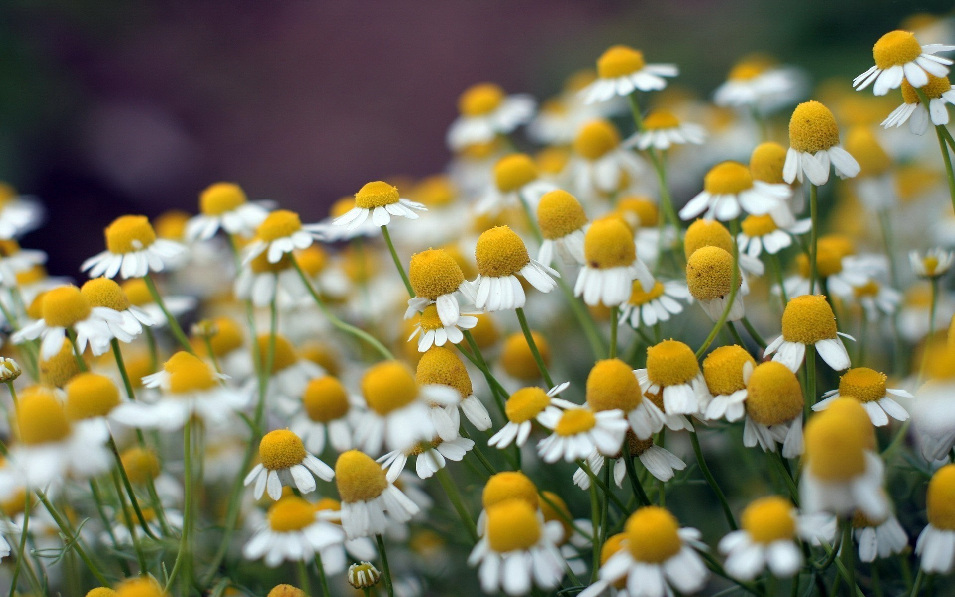 makro gänseblümchen sommer blumen