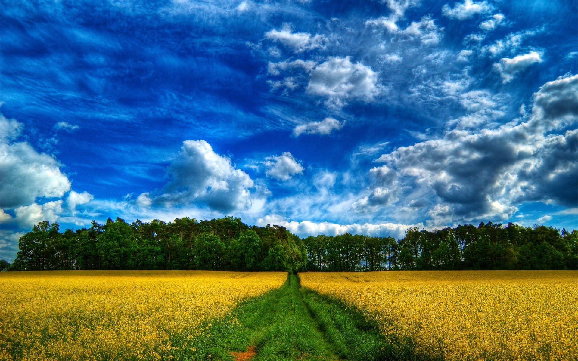 wald sommer himmel straße landschaften feld