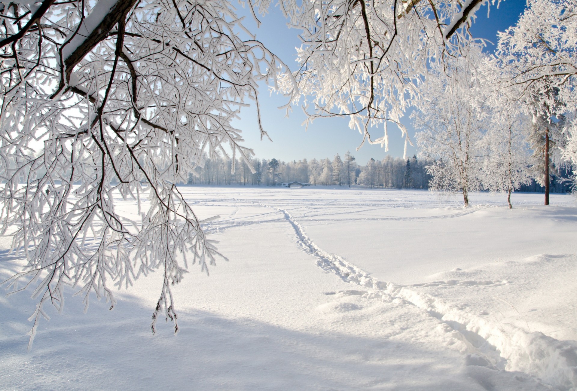 лед природа пейзаж снег зима деревья