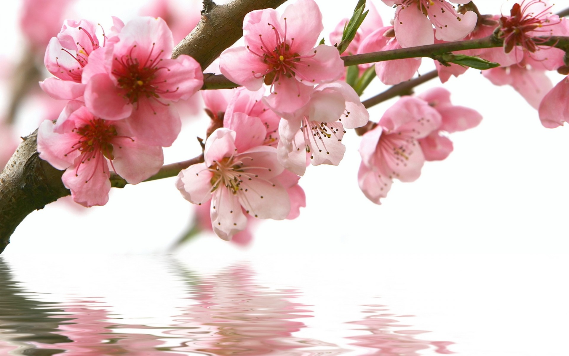 réflexion sakura fleurs eau rose branche printemps