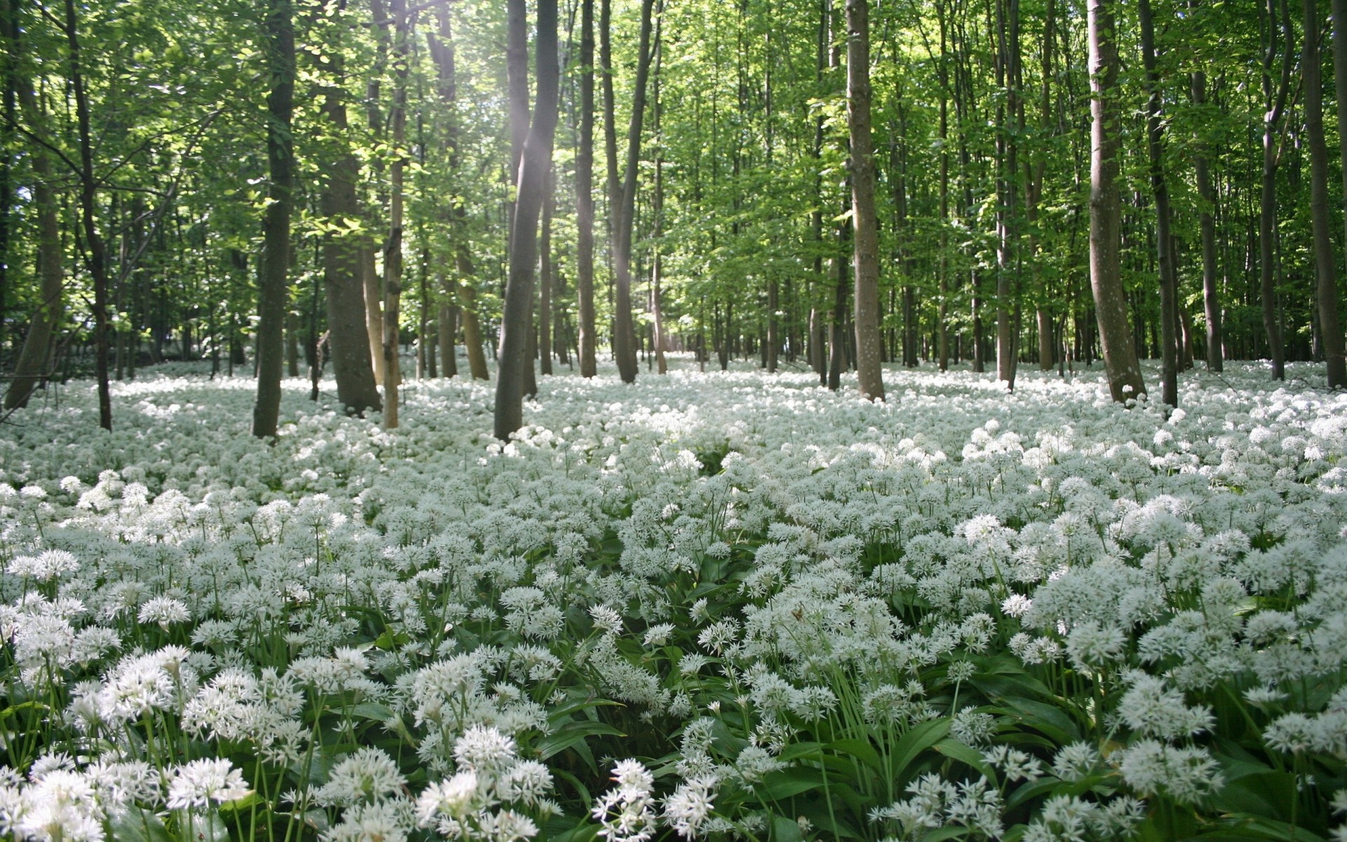 árboles naturaleza primavera flores