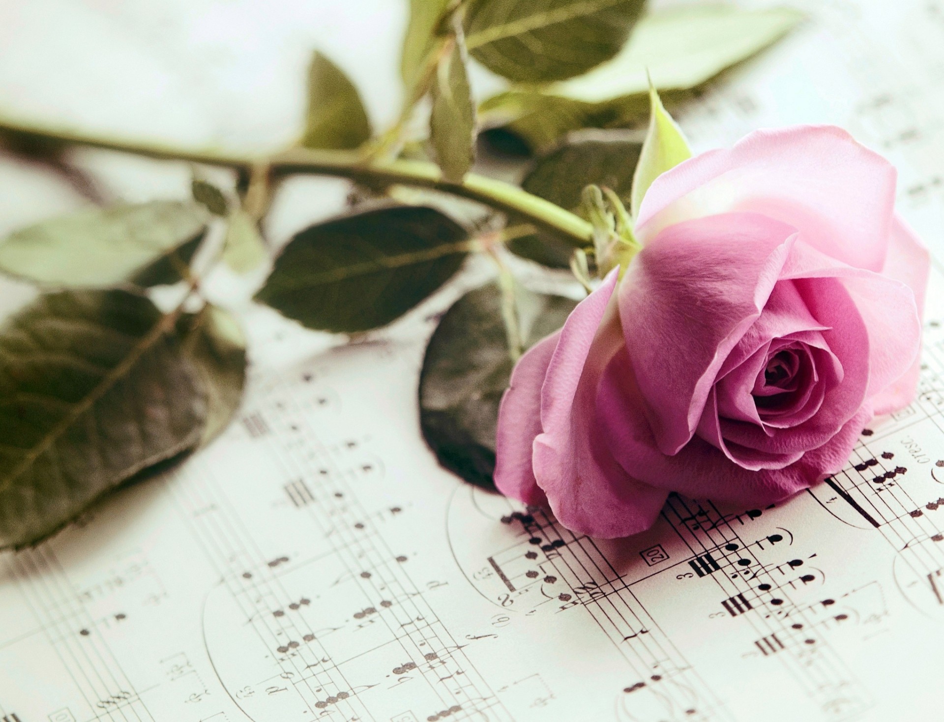 Музыка цветов мп3. Ноты и цветы. Розы фон. Красивый фон с нотами и цветами.