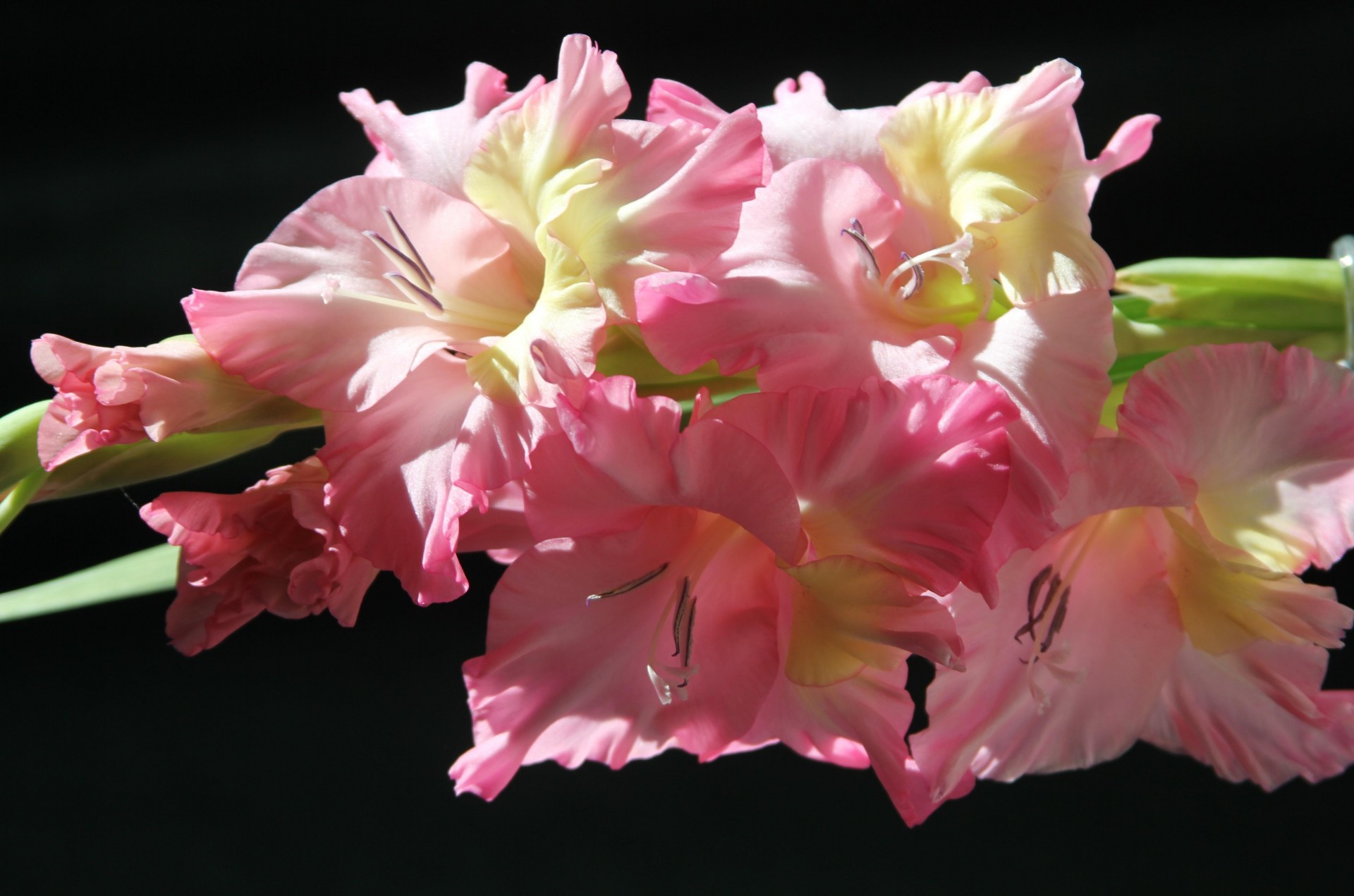 weet gladiolus pink black background flower