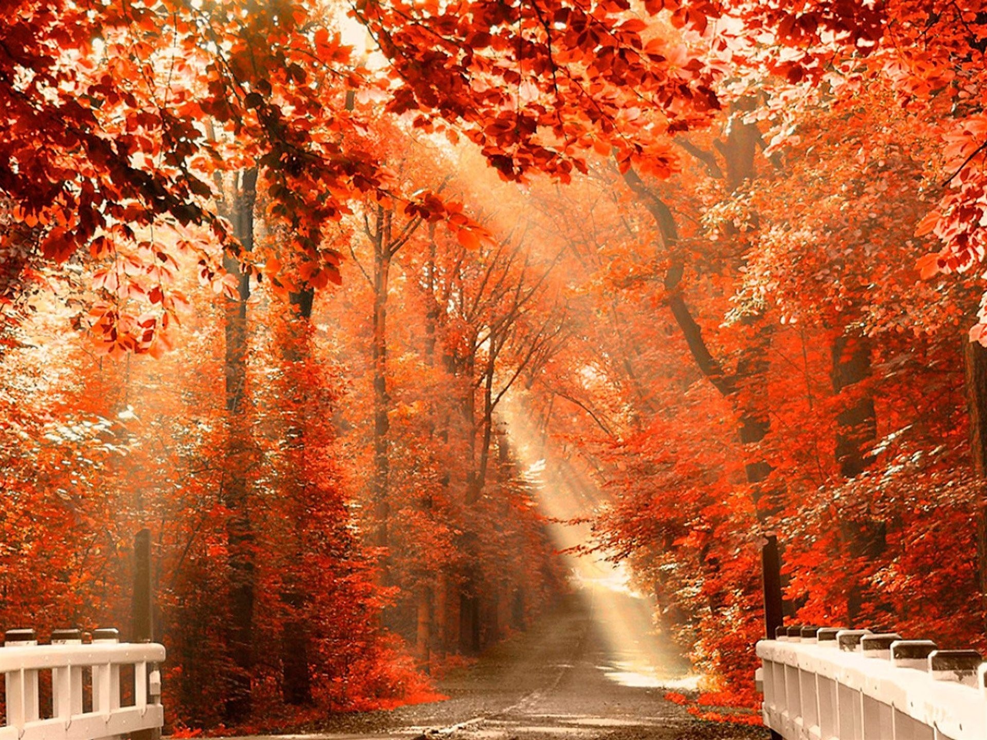 autumn bridge path park