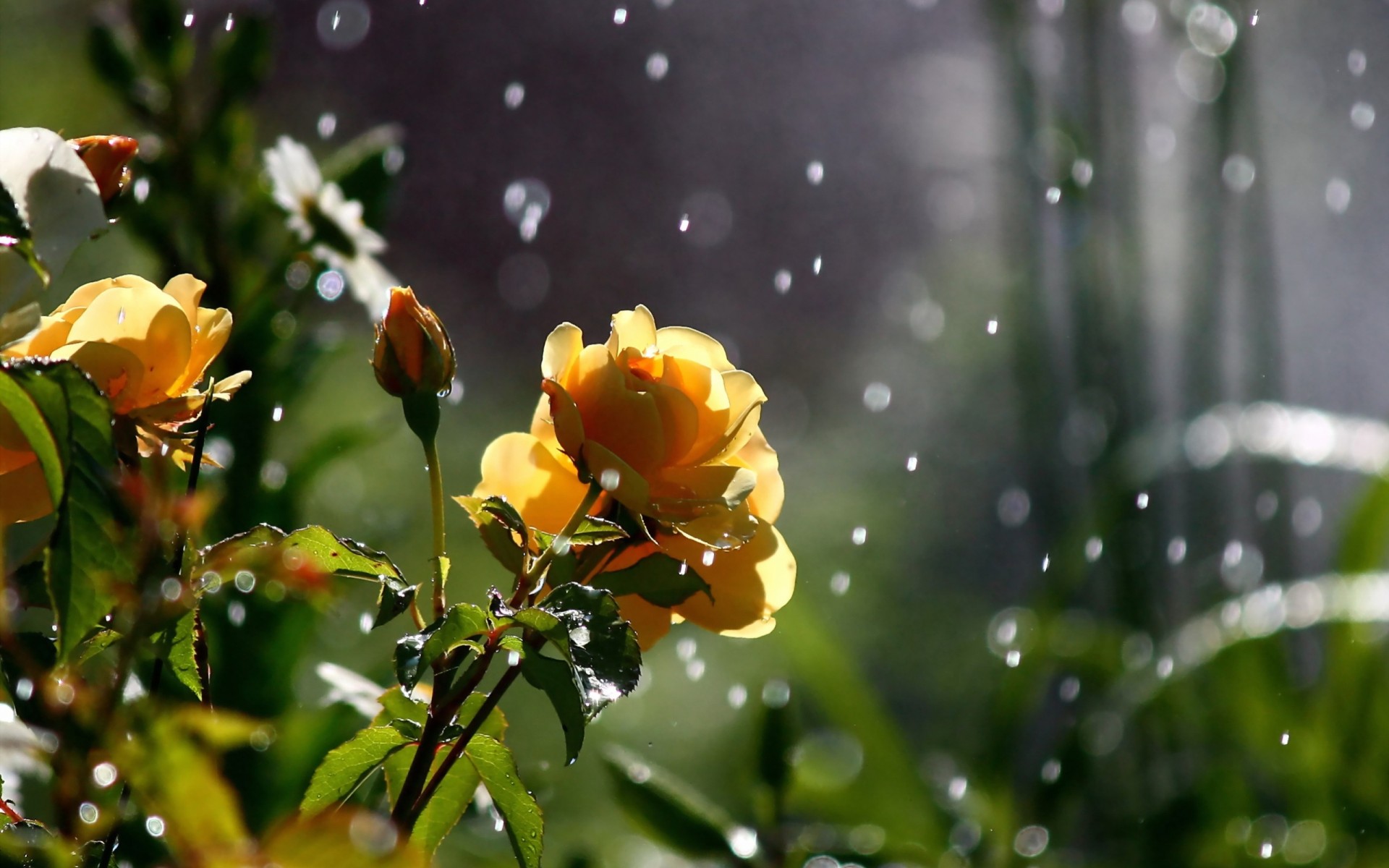 rosas verdes naturaleza bokeh flores macro