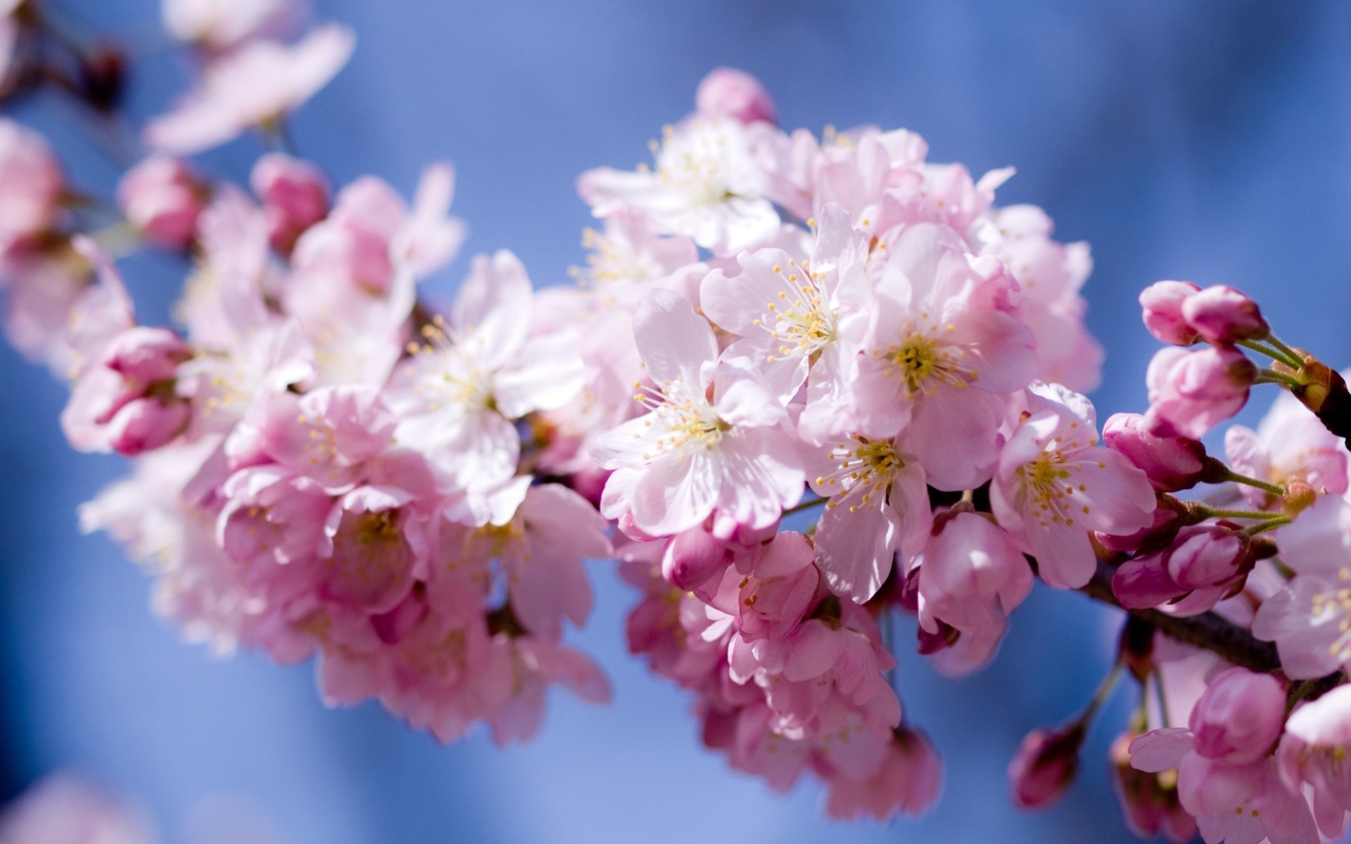 sole cielo alberi fiori primavera