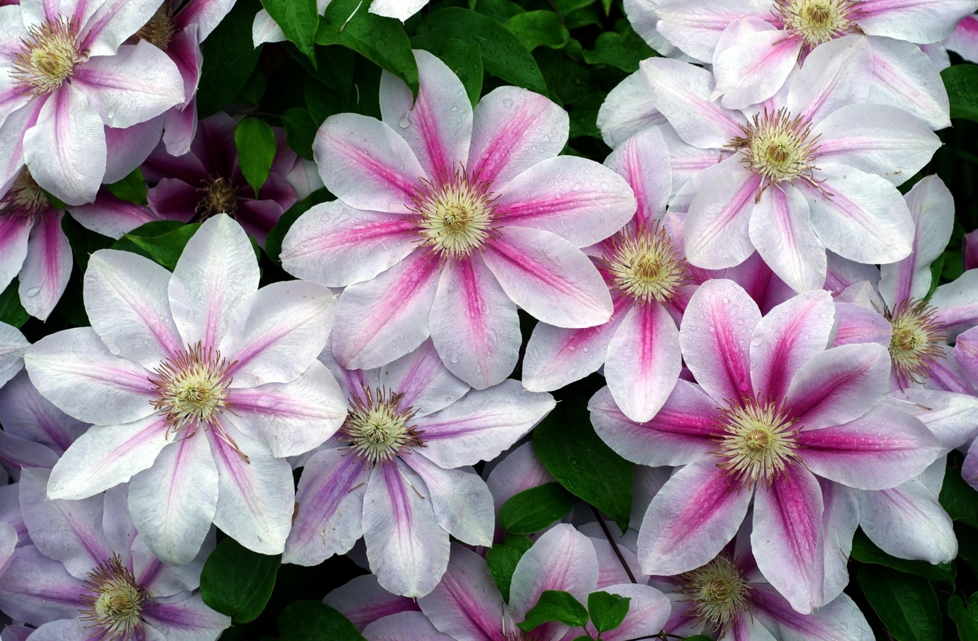 fällt clematis blumen grüns frische