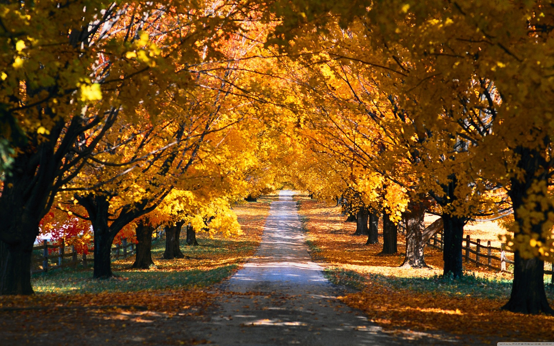 camino túnel otoño árbol