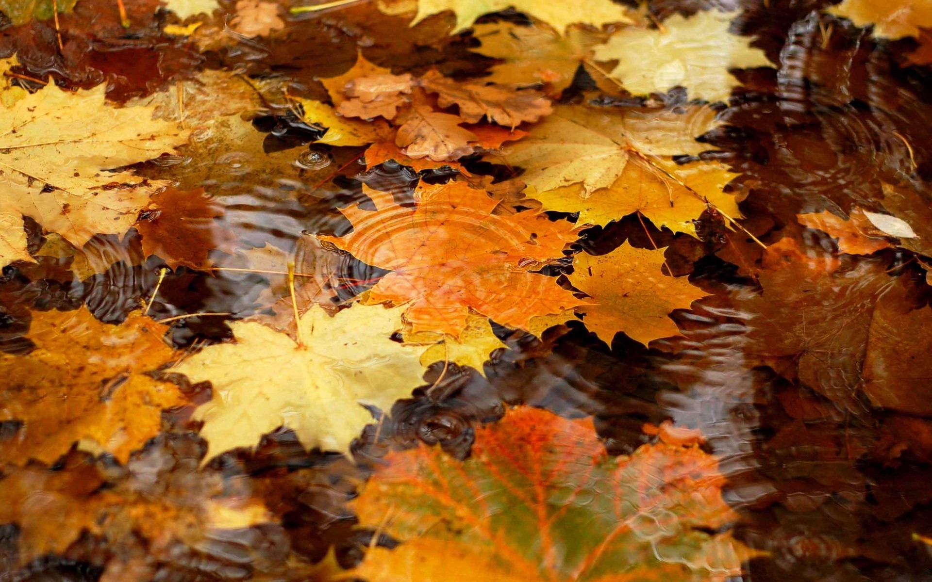 hoja otoño reflexión agua