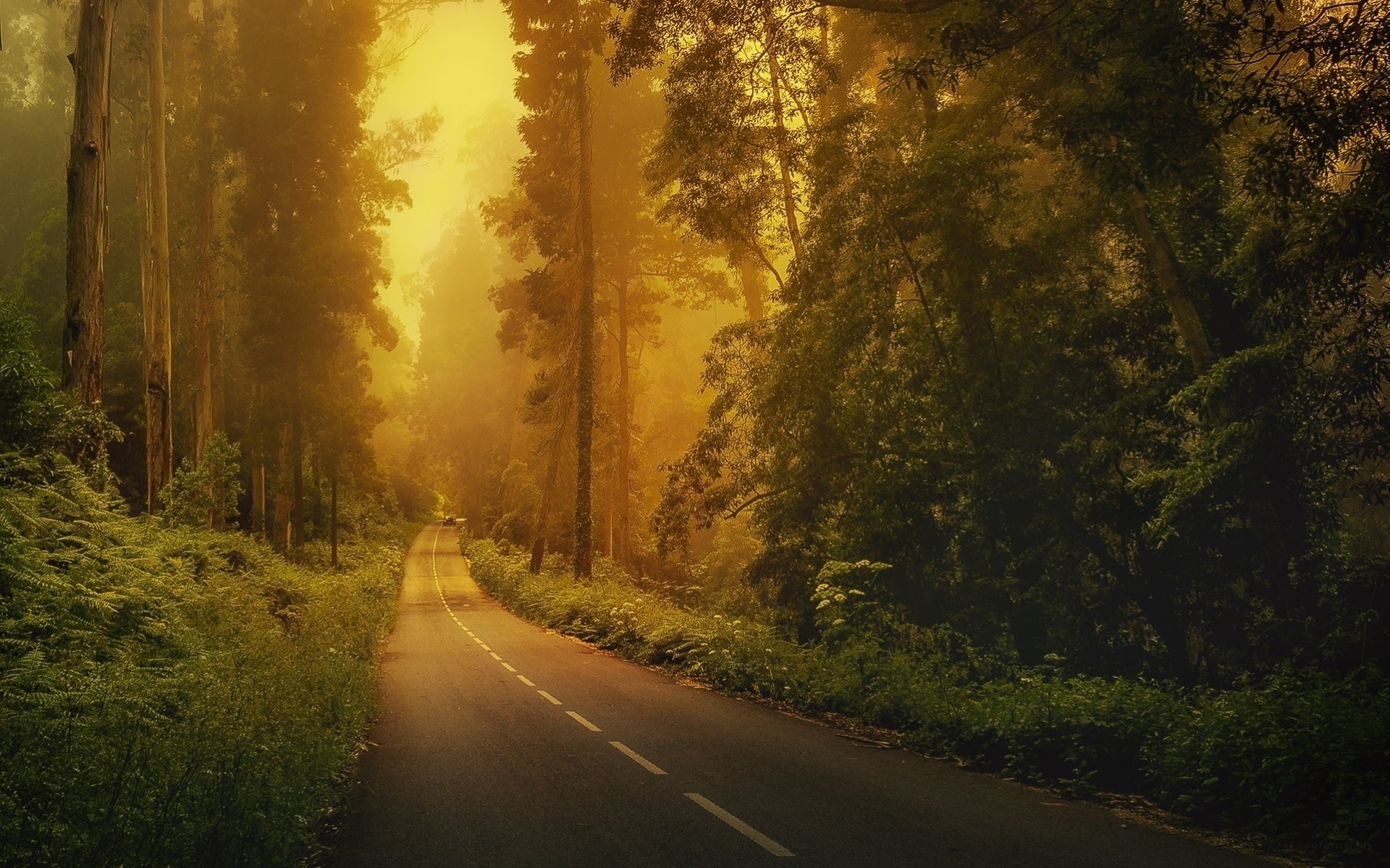 paesaggio natura alberi nebbia foresta strada