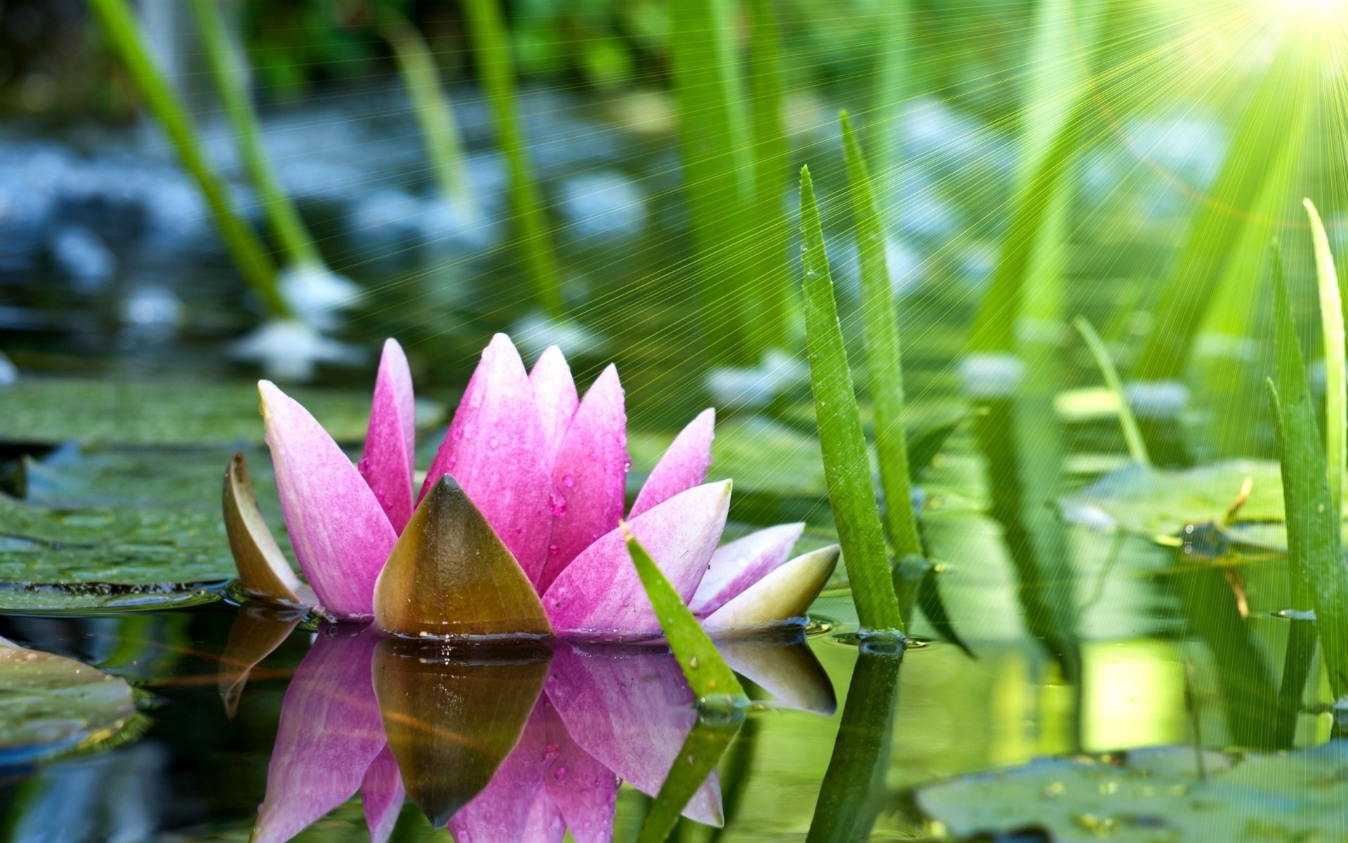 fiore acqua ninfea rosa giglio