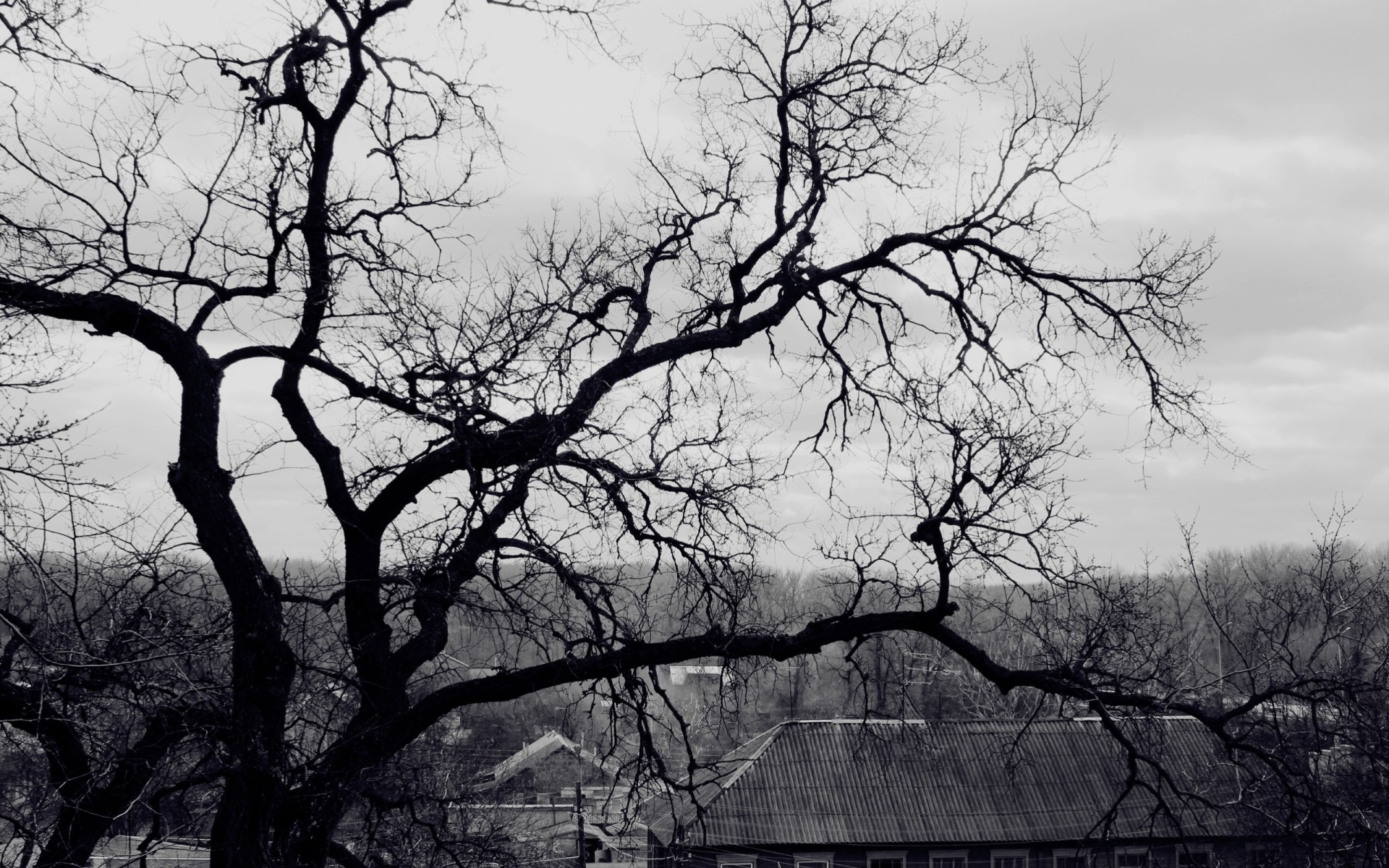 noir et blanc arbre toit spooky branche