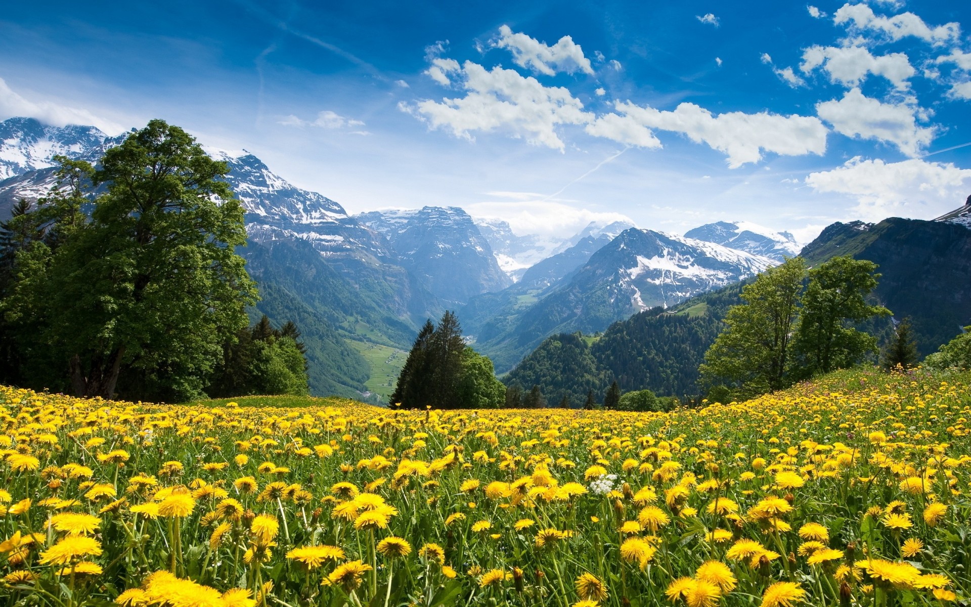 nuages alpes nature forêt fleurs ciel montagnes pissenlits