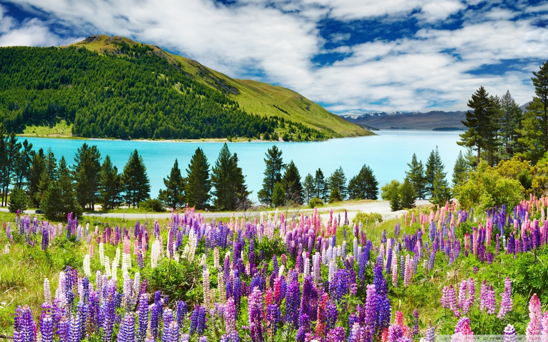 lake summer flower landscape the field mountain