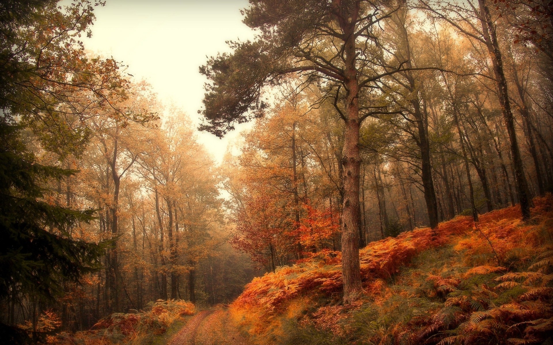 otoño carretera paisaje bosque árboles